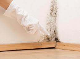 Best Mold Documentation for Insurance Claims  in East Lansdowne, PA